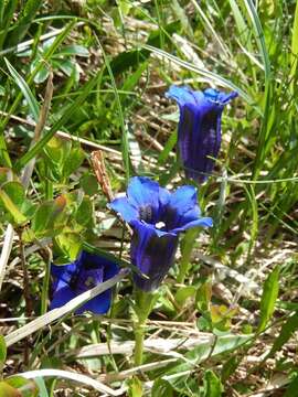 Image of Stemless Gentian