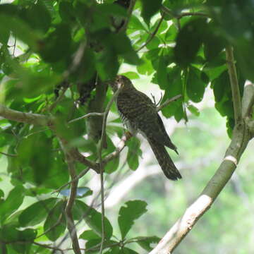 Image of Oriental Cuckoo