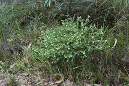 Image de Phyllanthus calycinus Labill.