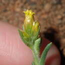 Image of Rhodanthe charsleyae (F. Müll.) P. G. Wilson