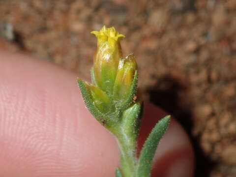 Rhodanthe charsleyae (F. Müll.) P. G. Wilson resmi