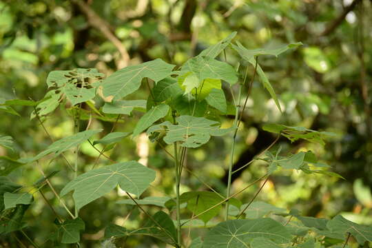 Image of Macaranga griffithiana Müll. Arg.