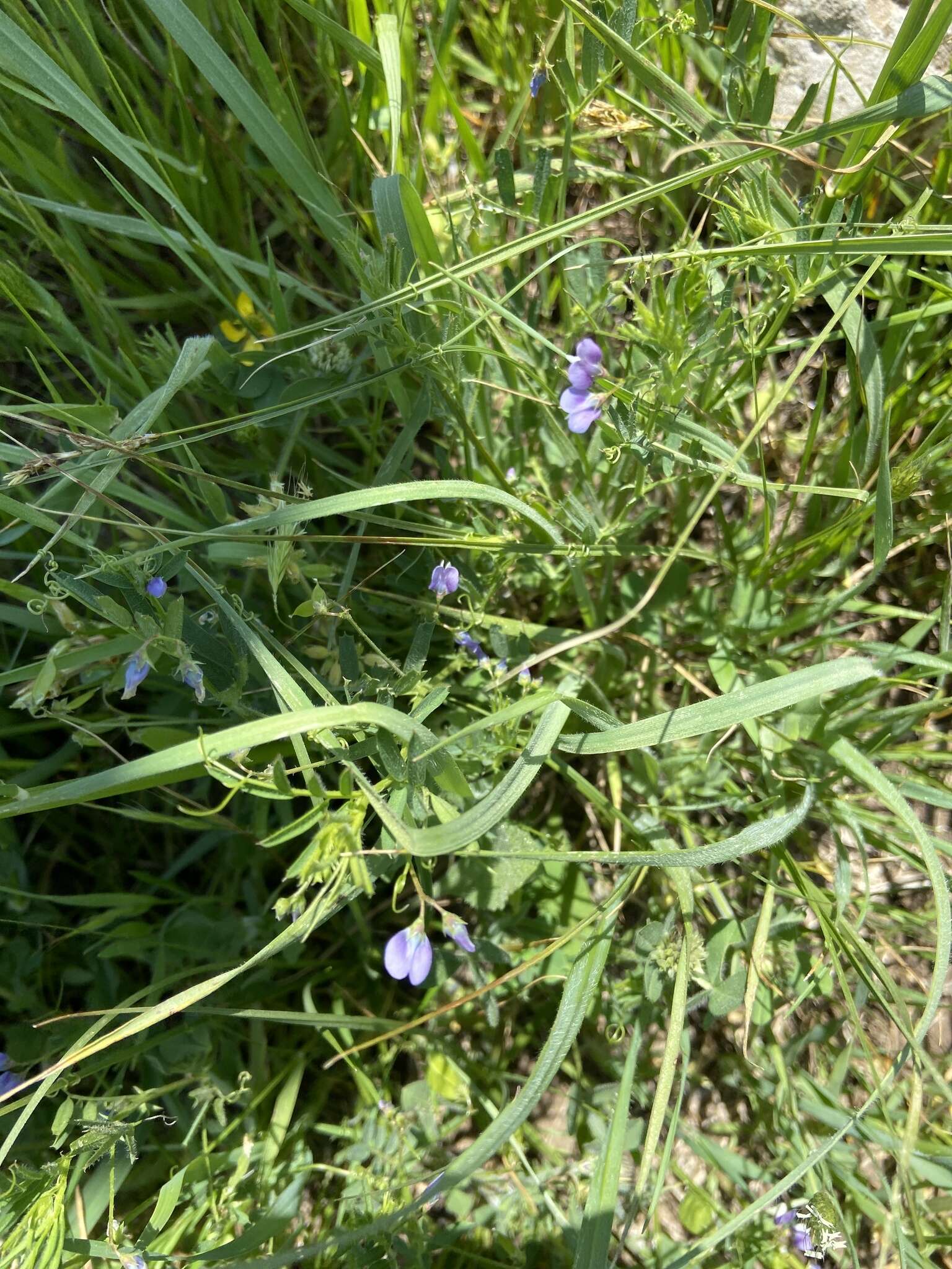 Imagem de Vicia hulensis Plitmann