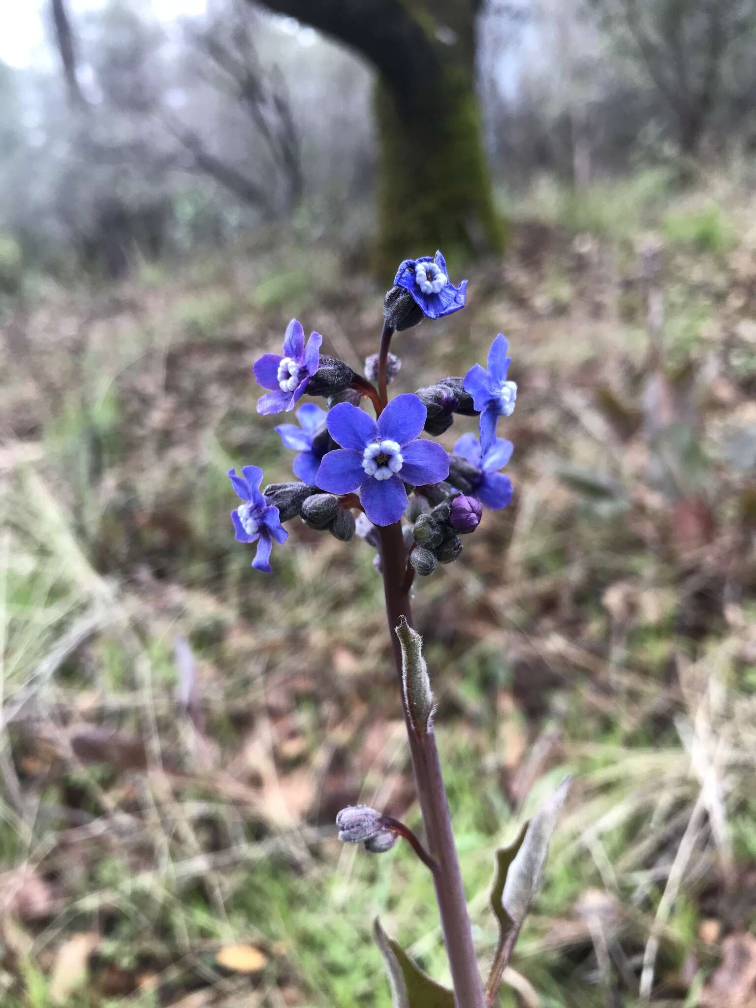 Plancia ëd Andersonglossum occidentale (A. Gray) J. I. Cohen