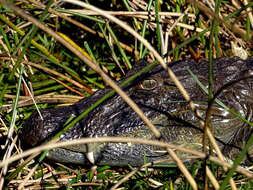 Image of Broad-snouted Caiman