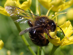 Andrena vulcana Dours 1873 resmi