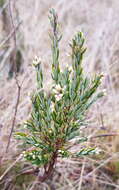 Image of Acrothamnus hookeri (Sond.) Quinn