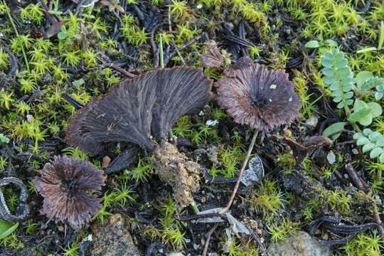 Thelephora caryophyllea (Schaeff.) Pers. 1801 resmi