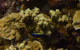 Image of Blacklobe wrasse