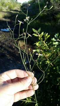 Image of Brace's aster