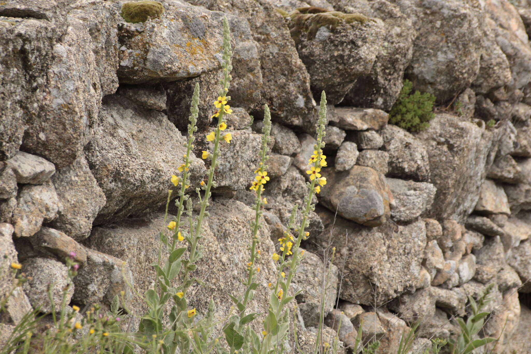 Imagem de Verbascum rotundifolium Ten.