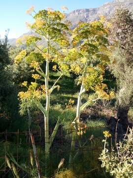 Imagem de Ferula communis L.