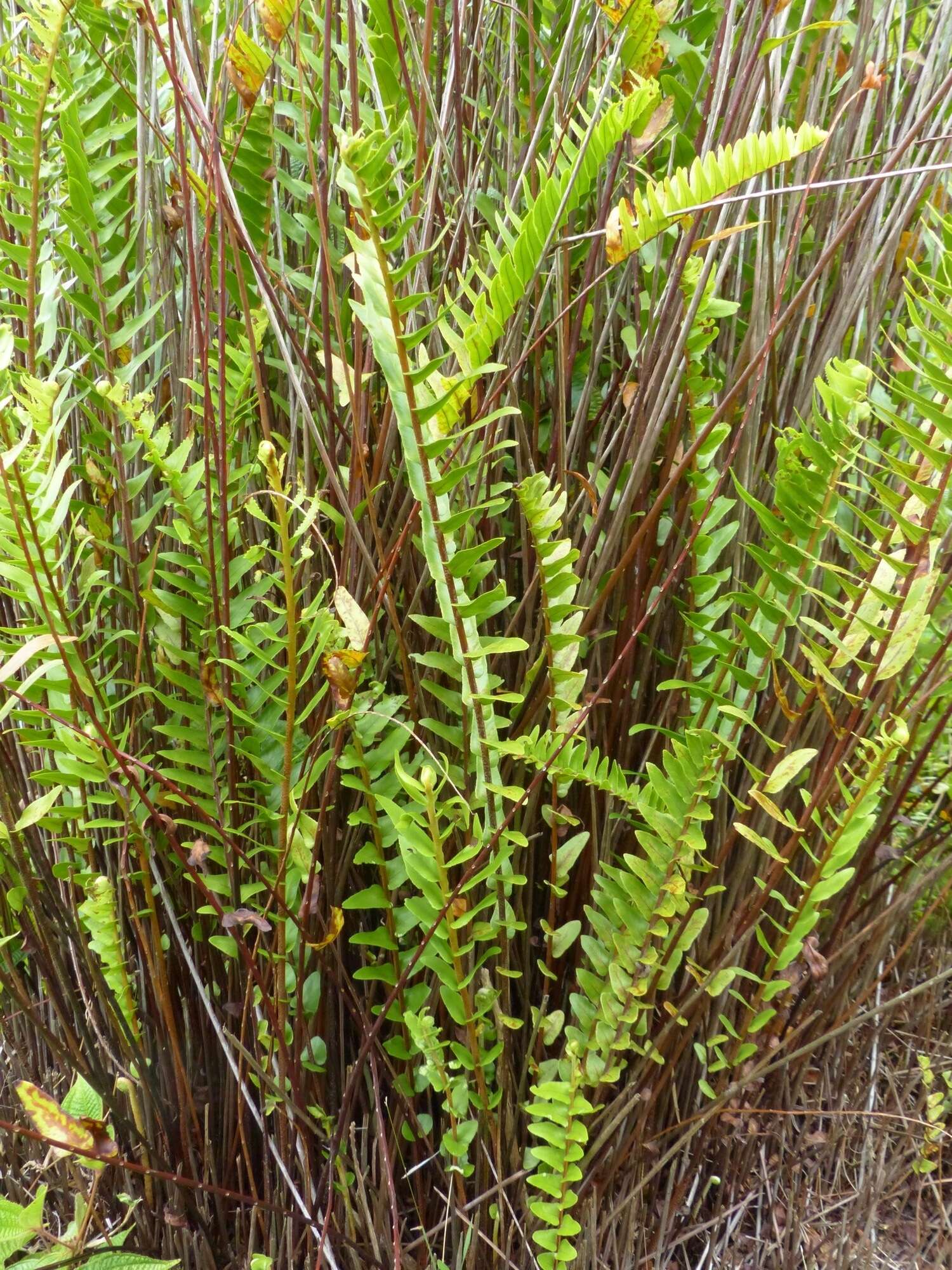 Image de Nephrolepis abrupta (Bory) Mett.