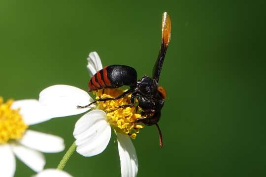 صورة Rhynchium haemorrhoidale (Fabricius 1775)