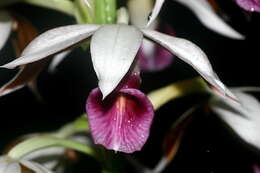 Image of Swamp orchid