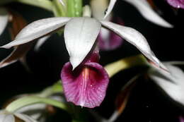 Image de Phaius tankervilleae (Banks) Blume