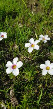 Image of Oxalis pusilla Jacq.