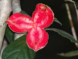 Image of Casearia yucatanensis (Standl.) T. Samar. & M. H. Alford