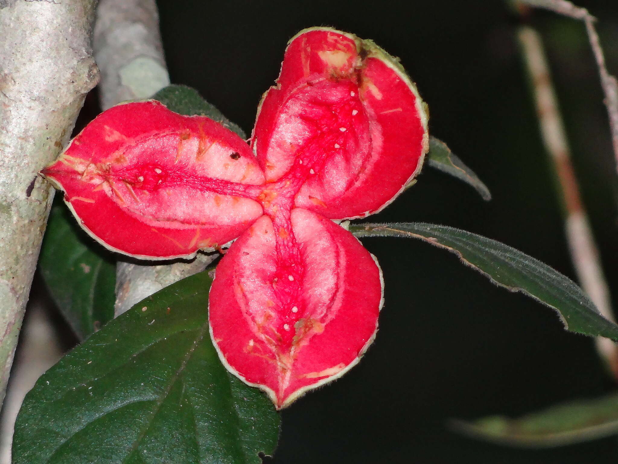 Image of Casearia yucatanensis (Standl.) T. Samar. & M. H. Alford