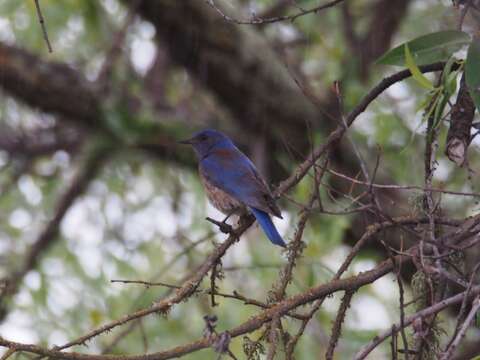 Image of Western Bluebird