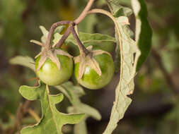 Plancia ëd Solanum armourense A. R. Bean