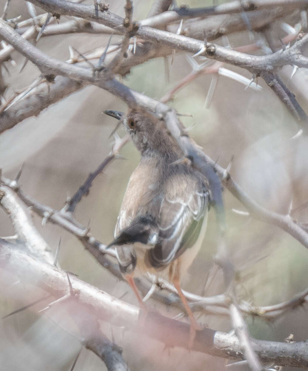 Plancia ëd Prinia rufifrons Rüppell 1840