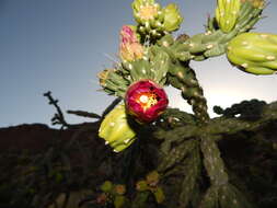 Image of tree cholla