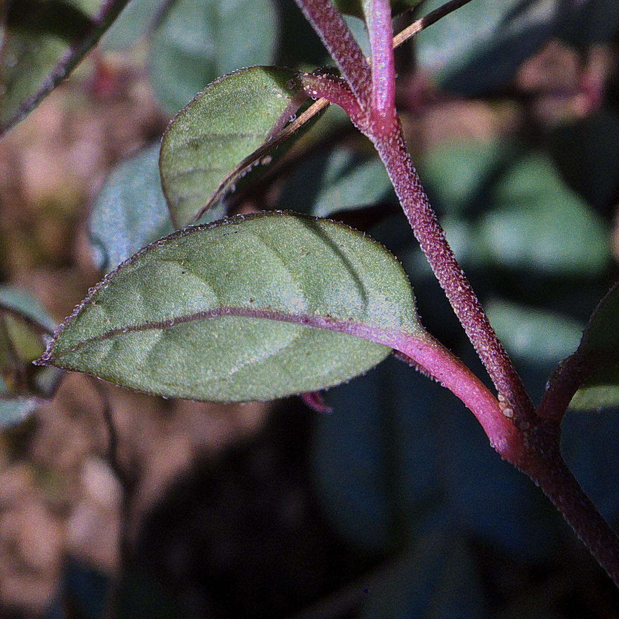 Image of Ceropegia pulchellior Bruyns