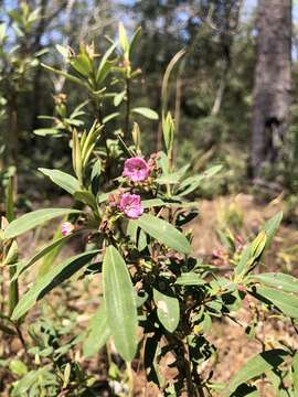 Image of Carolina-Laurel