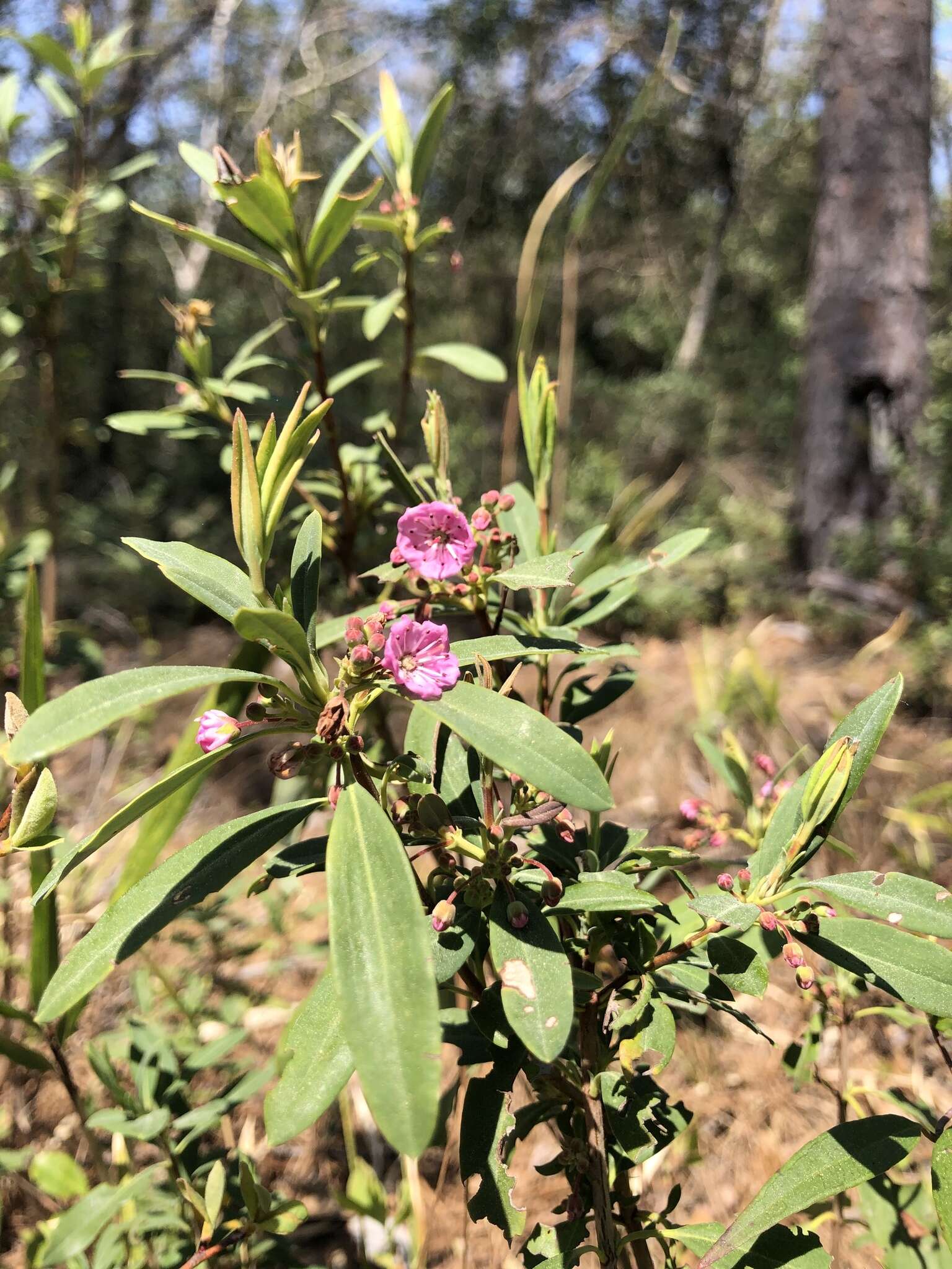 Imagem de Kalmia angustifolia subsp. carolina (Small) A. Haines