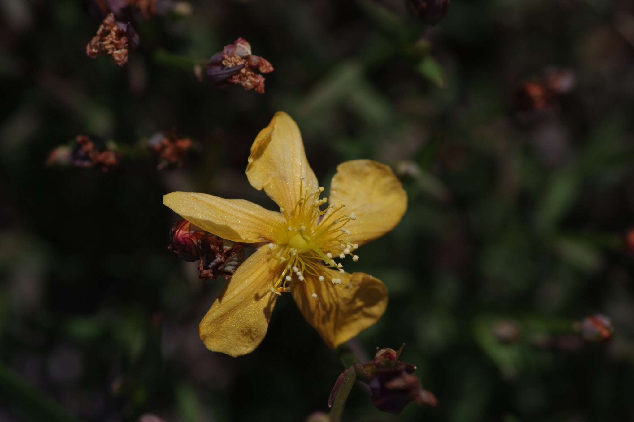 Image of Hypericum lalandii Choisy