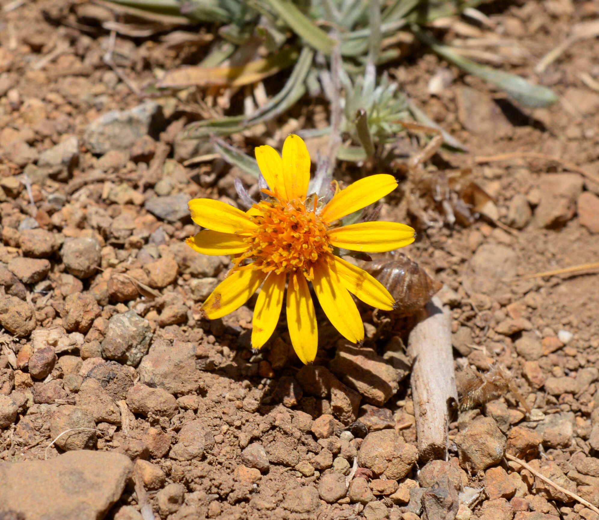 Image of Chaetanthera chilensis (Willd.) DC.