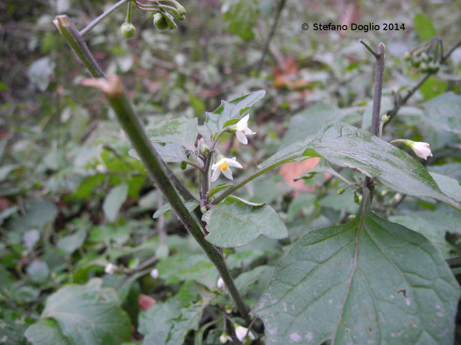 Plancia ëd Solanum nigrum L.