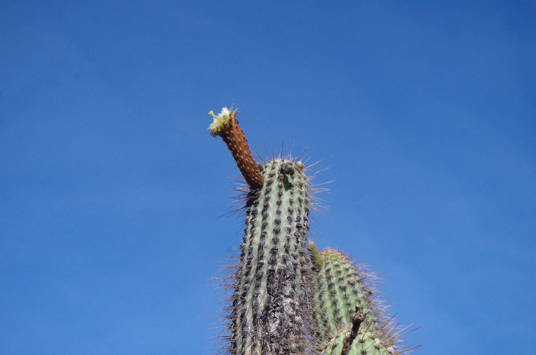 Weberbauerocereus weberbaueri (K. Schum.) Backeb.的圖片