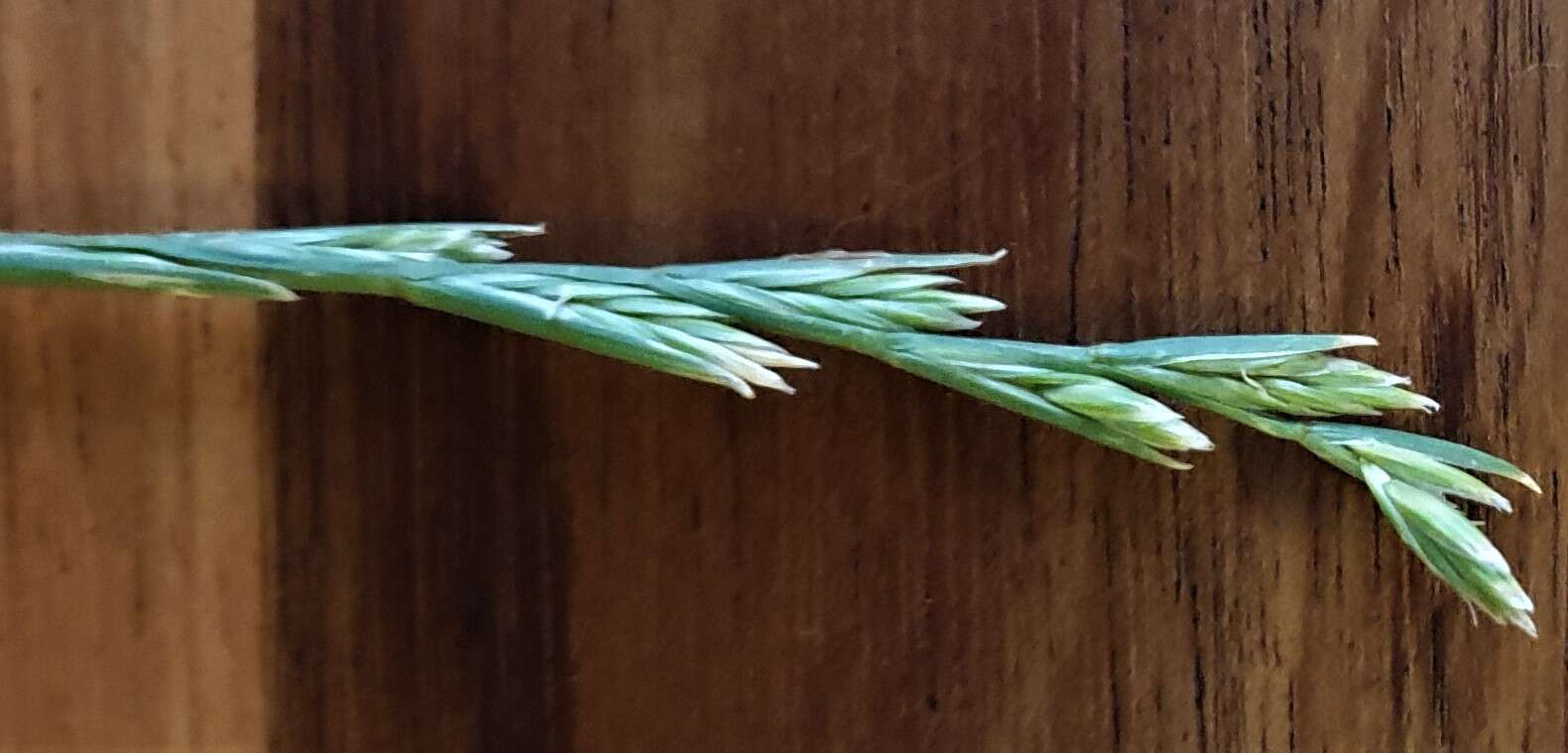 Image of Wimmera ryegrass