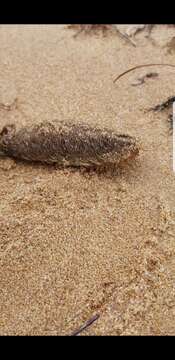 Image of Southern sea mouse