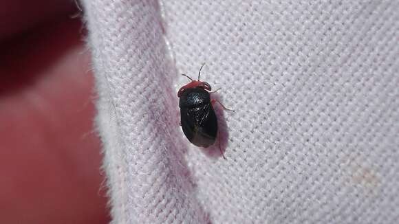 Image of Geocoris (Piocoris) erythrocephala (Lepelitier & Serville 1825)