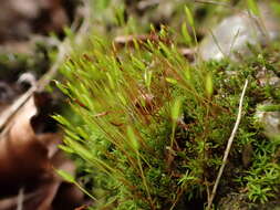 Image of bryoerythrophyllum moss