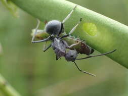 صورة Euchrysops malathana (Boisduval 1833)