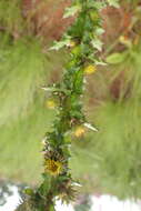 Image of Berkheya echinacea subsp. echinacea