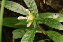 Strobilanthes sinuata J. R. I. Wood resmi