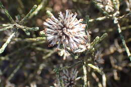 Image of Stoebe microphylla DC.