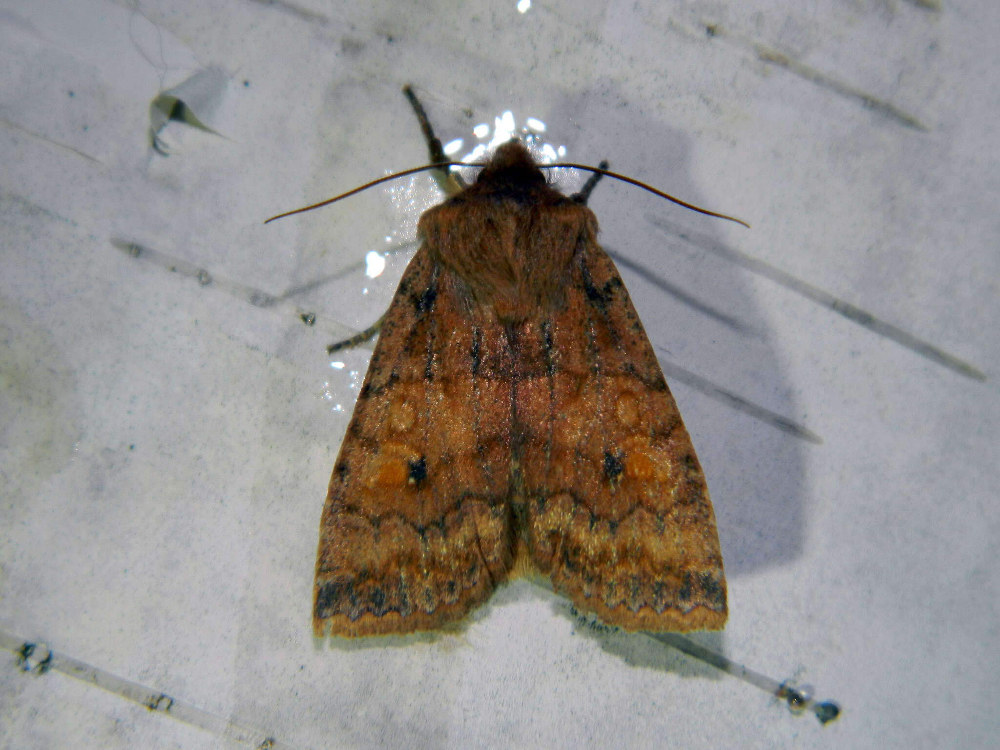 Image of Three-Spotted Sallow