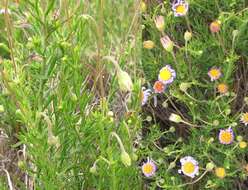 Image of Felicia hyssopifolia (Berg.) Nees