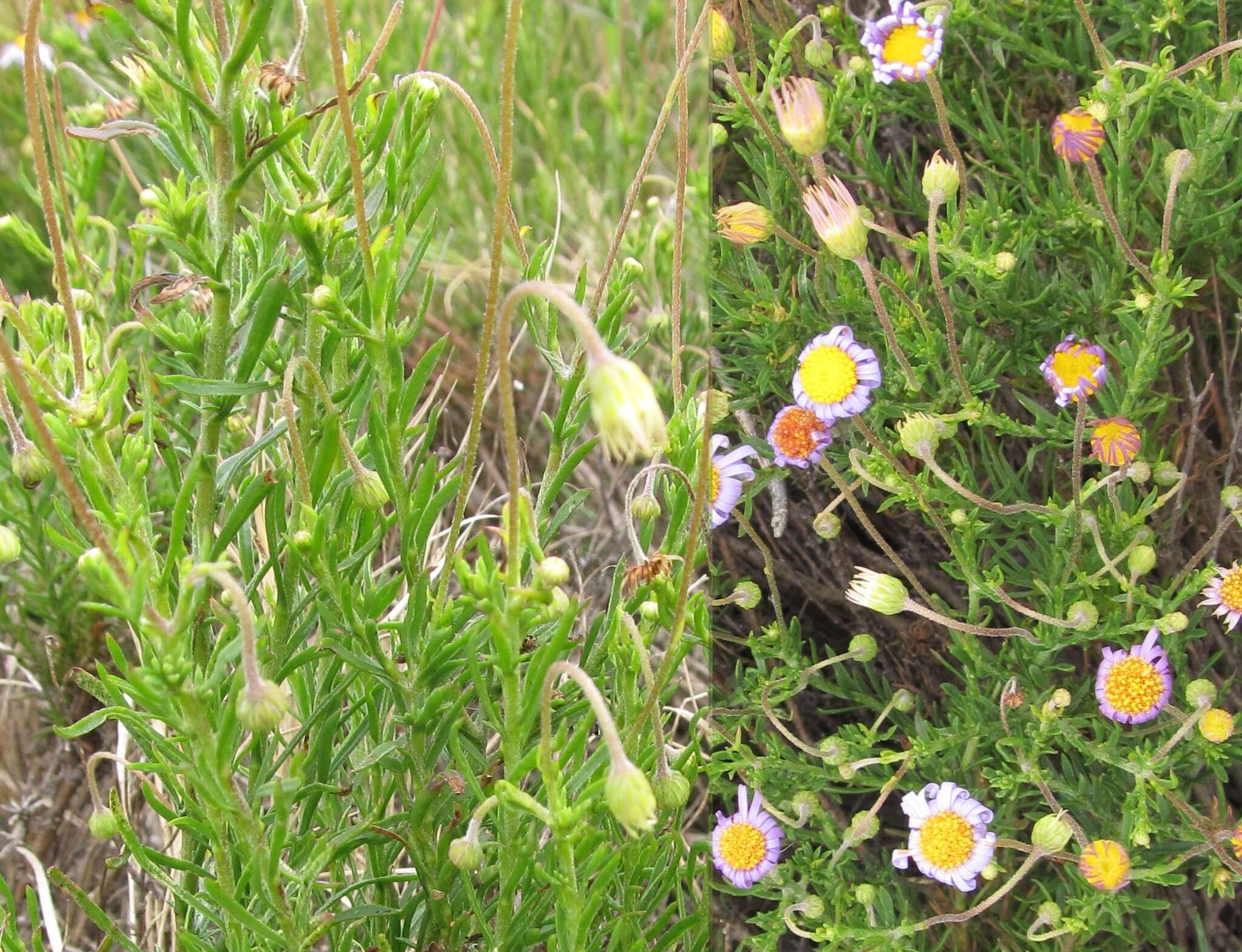 Felicia hyssopifolia (Berg.) Nees resmi