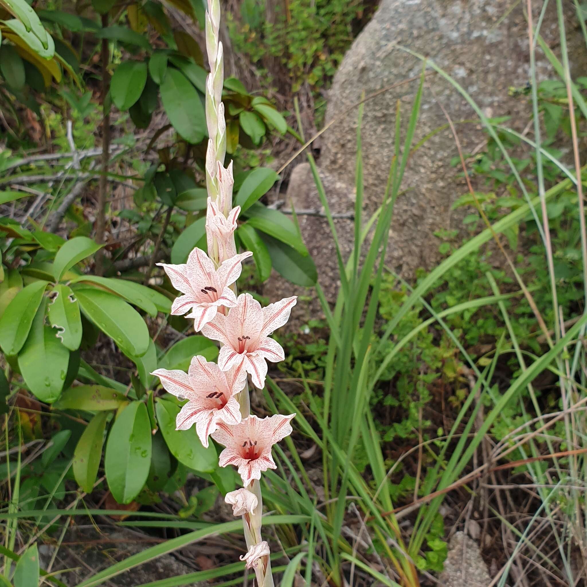 Plancia ëd Gladiolus hollandii L. Bolus