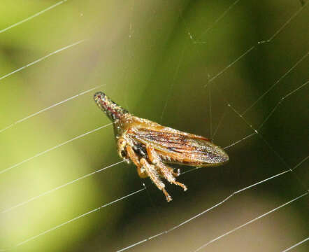 Image of Lantana Treehopper