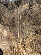 Image of streambed bristlegrass