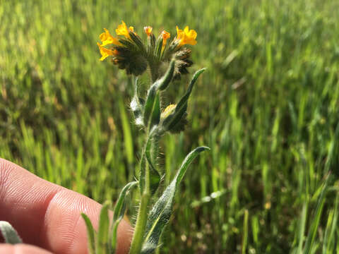 Image of common fiddleneck