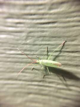 Image of Rice Leaf Bug